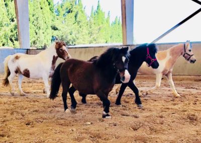 Les Shetlands du Centre équestre Écurie de la Serre sont en forme !